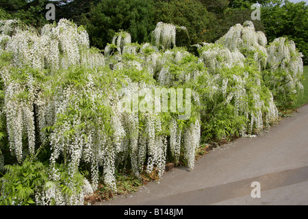 Wisteria Sinensis alba blanc Fabaceae Banque D'Images