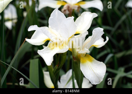 IRIS SIBIRICA JAUNE RÊVE Banque D'Images