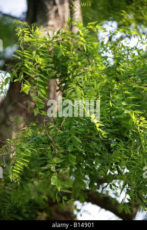 Black Locust Tree, Robinia pseudoacacia Fabacées Banque D'Images