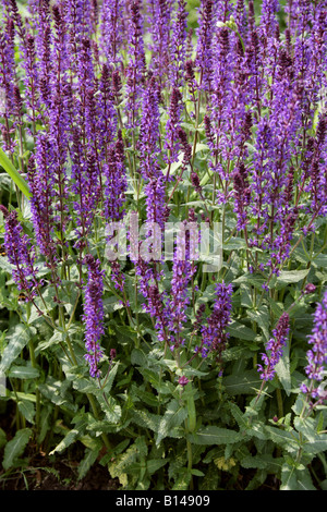 Aka Sage Violet Ornamental Meadow Clary Sage, Balkan et vivaces sauge, Salvia nemorosa bois 'Wesuwe', Lamiaceae Banque D'Images