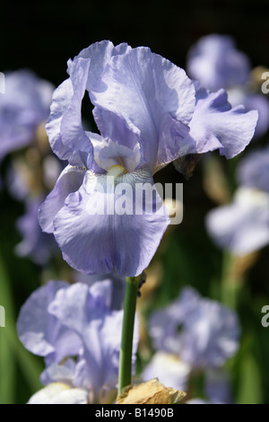 Iris allemand aka Pavillon Bleu, Iris rhizomateux ou Iris, iris germanica 'Jane Phillips' Iridaceae Banque D'Images