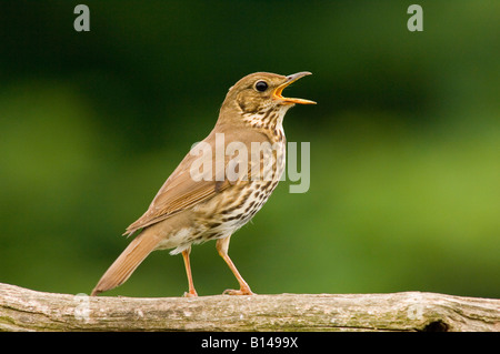 Chant Grive musicienne Turdus philomelos sur la perche (au Royaume-Uni) Banque D'Images