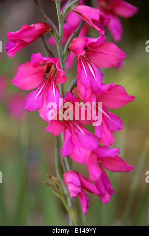Sword Lily aka Jack sifflement ou l'Est de l'Glaïeul Gladiolus communis subsp byzantinus, Iridaceae Méditerranée Banque D'Images
