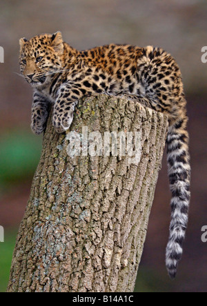 Amur Leopard Cub (Panthera pardus orientalis) Banque D'Images