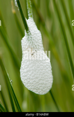 Philoenus Froghopper commun nymphe spumarius dans cuckoo spit Moorland mousse en Cumbria Banque D'Images