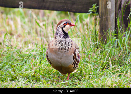 Red-legged Partridge par une clôture Banque D'Images