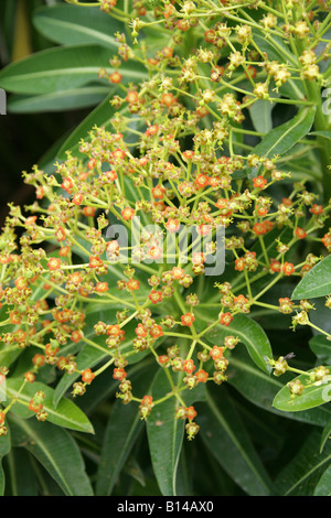 Stygiana Euphorbia, Euphorbiaceae. Un rare endémique à l'Euphorbe ésule les Açores Banque D'Images