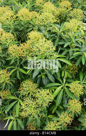 Stygiana Euphorbia, Euphorbiaceae. Un rare endémique à l'Euphorbe ésule les Açores Banque D'Images