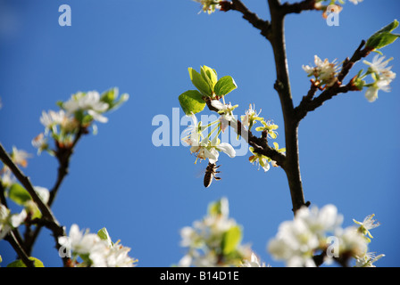 Une abeille sur une fleur de pommier Banque D'Images