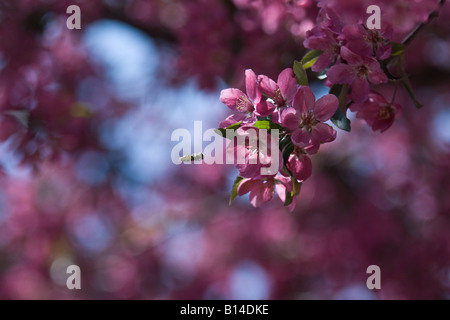 Abeille domestique (Apis mellifera) prêt à atterrir sur fuschia lumineux pommier à fleurs (Malus floribunda) Banque D'Images