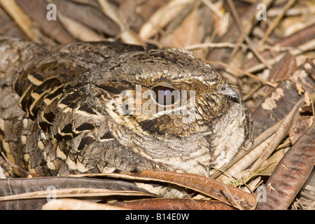 Engoulevent pauraqué Nyctidromus albicollis commun Bentsen Rio Grande State Park Texas United States Banque D'Images