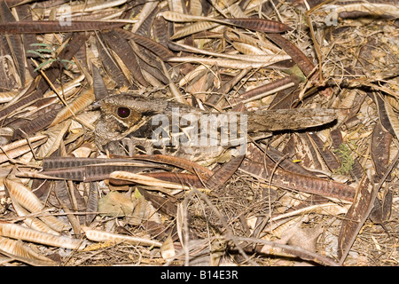 Engoulevent pauraqué Nyctidromus albicollis commun Bentsen Rio Grande State Park Texas United States Banque D'Images