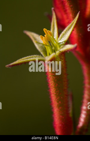 Red Kangaroo Paw (Anigozanthus sp.) fleurissent en jardin urbain Banque D'Images