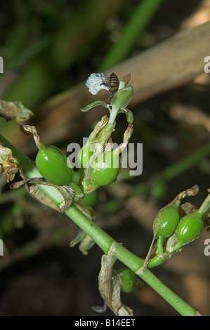 Gousses de cardamome verte croissant Elettaria cardamomum avec bee en fleur Kerala Inde Banque D'Images