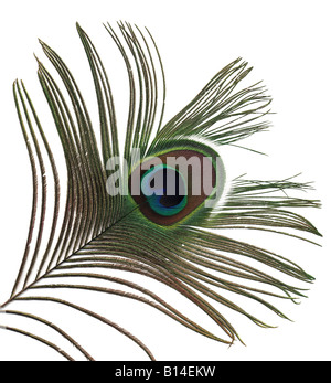 Gros plan de plume de paon Banque D'Images