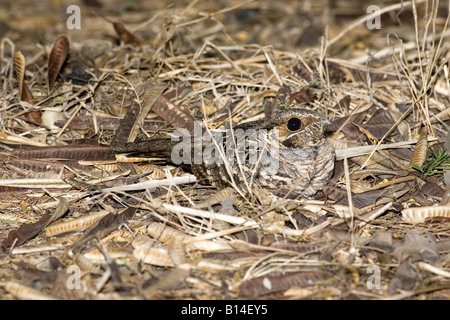 Engoulevent pauraqué Nyctidromus albicollis commun Bentsen Rio Grande State Park Texas United States Banque D'Images