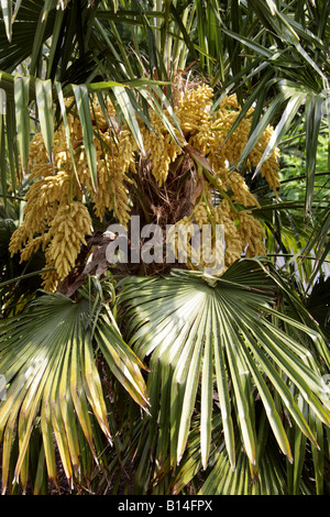 Chusan aka Palm Palm ou moulin à vent Moulin à Vent chinois (Palm Arbre mâle), Arecaceae Trachycarpus fortunei Chine Banque D'Images