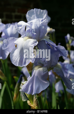 Iris allemand aka Pavillon Bleu, Iris rhizomateux ou Iris, iris germanica 'Jane Phillips' Iridaceae Banque D'Images