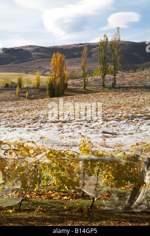 Le bannock Brae Bannockburn Vineyard Central Otago ile sud Nouvelle Zelande Banque D'Images