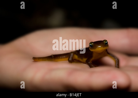 Gamme côtière (Taricha torosa newt torosa) Banque D'Images