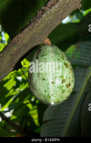 La culture du cacao Theobroma cacao arbre utilisé dans la fabrication du chocolat noix Thekkady Kerala Inde Banque D'Images