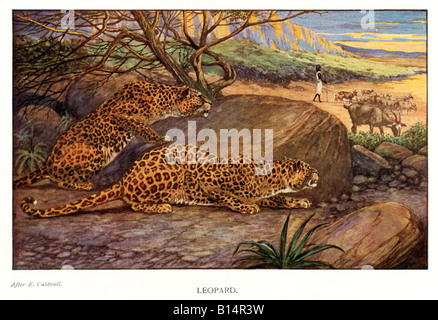 Leopard Edwardian illustration des chats sauvages d'Afrique pose en attendre une occasion de saisir leur déjeuner Banque D'Images