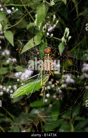 Araignée Nephila pilipes Tetragnathidae banane femelle énorme en se nourrissant d'une web katydid Tettigoniidae dans rainforest Ghana Banque D'Images