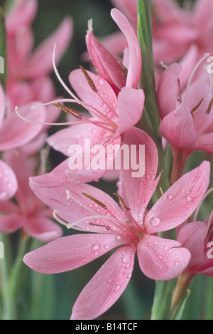 Hesperantha coccinea syn. Schizostylis coccinea 'Fenland Daybreak' (Kaffir lily) Banque D'Images