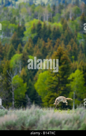 Le coyote (Canis latrans) dans le Parc National de Yellowstone, Wyoming. Banque D'Images