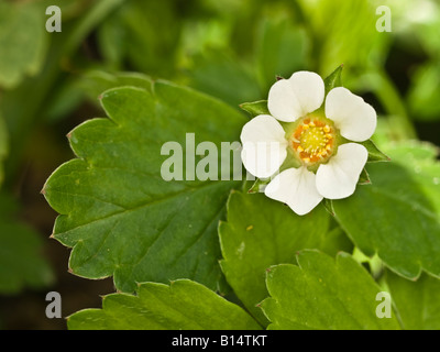 Fraise Potentilla sterilis stérile (Rosacées) Banque D'Images