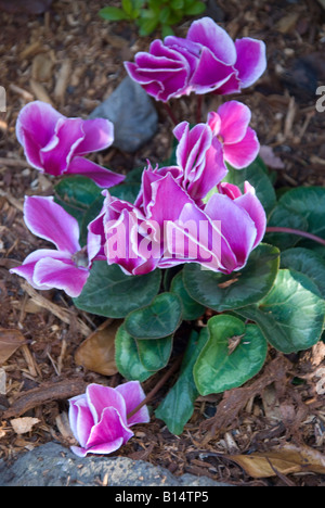 Le cyclamen en fleur Banque D'Images