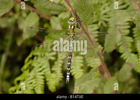 Hawker Aeshna cyanea sud libellule mâle UK Banque D'Images