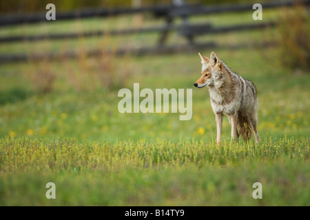 Le coyote (Canis latrans) dans le Parc National de Yellowstone, Wyoming. Banque D'Images