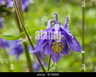 L'ancolie Aquilegia vulgaris (Ranunculaceae) Banque D'Images