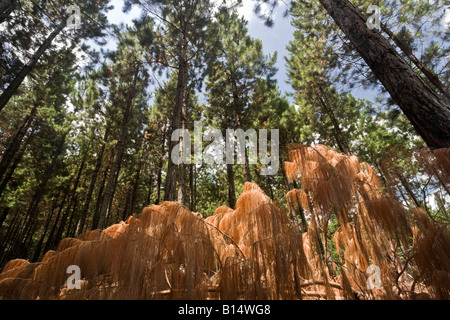 Un pin tombé met en lumière la déforestation Banque D'Images