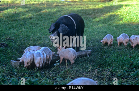 Saddleback semer avec sa portée de porcelets se nourrir d'un creux dans un champ d'herbe Banque D'Images