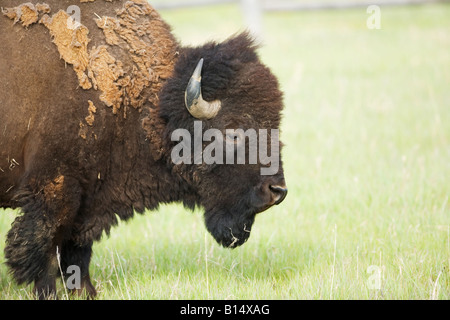 Le bison d'Amérique (Bison bison) dans le Parc National de Grand Teton, Wyoming Banque D'Images
