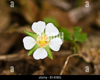 Fraise Potentilla sterilis stérile (Rosacées) Banque D'Images