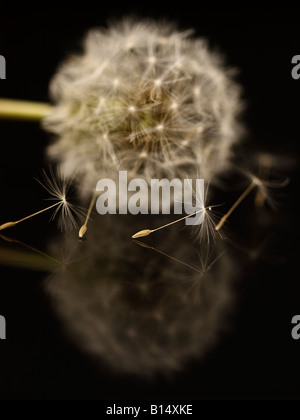 Le pissenlit officinal Taraxacum officinale reflétée sur noir Banque D'Images