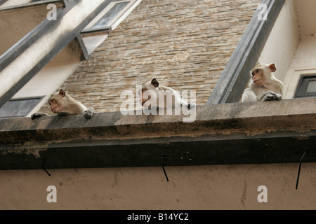 Macaque sur la rue, Lopburi, Thaïlande Banque D'Images