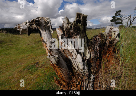 Moignon foudroyées d'un ancien de pins sylvestres dans un paysage d'herbe sous un ciel d'été près de Golspie Sutherland n e Scotland UK Banque D'Images