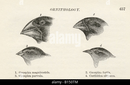 Les roselins avec bec adapté à différents régimes alimentaires observés par Charles Darwin dans les îles Galapagos pendant voyage Beagle Banque D'Images