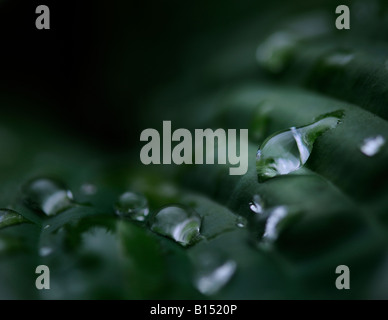 Gouttes de pluie sur feuille d'Hosta Banque D'Images