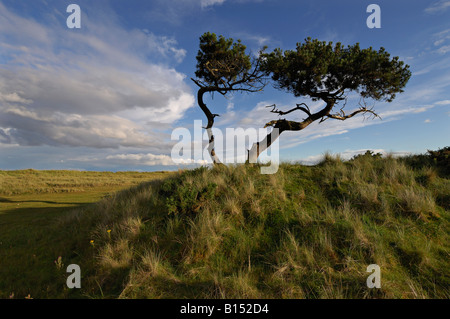 Twisted pins sylvestres dans les dunes avec une herbe sous un ciel du soir près de Golspie Sutherland n e Scotland UK Banque D'Images