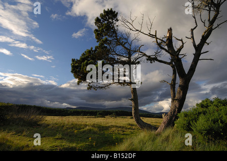 Blasted de pins sylvestres dans un paysage d'herbe avec des bois et des collines sous un ciel du soir près de Golspie Sutherland Banque D'Images