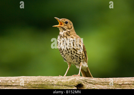 Chant Grive musicienne Turdus philomelos sur la perche (au Royaume-Uni) Banque D'Images