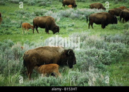 Le bison d'Amérique (Bison bison) dans le Parc National de Yellowstone, Wyoming. Banque D'Images