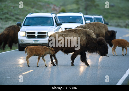 Le bison d'Amérique (Bison bison) dans le Parc National de Yellowstone, Wyoming. Banque D'Images