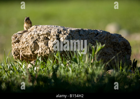 Le tamia mineur (Tamias minimus) dans le Grand Teton National Park Banque D'Images
