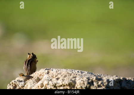 Le tamia mineur (Tamias minimus) dans le Grand Teton National Park Banque D'Images